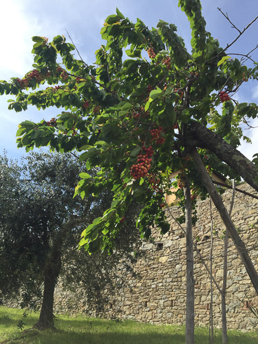 Severini School cherries ripening